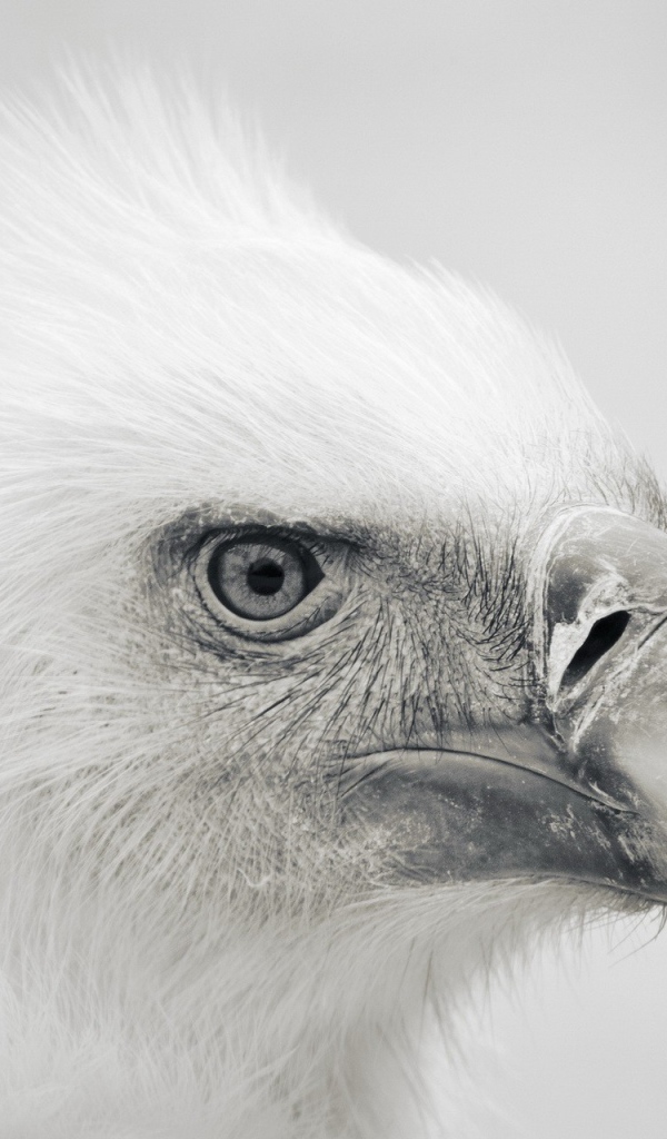 Голова орла, серый фон