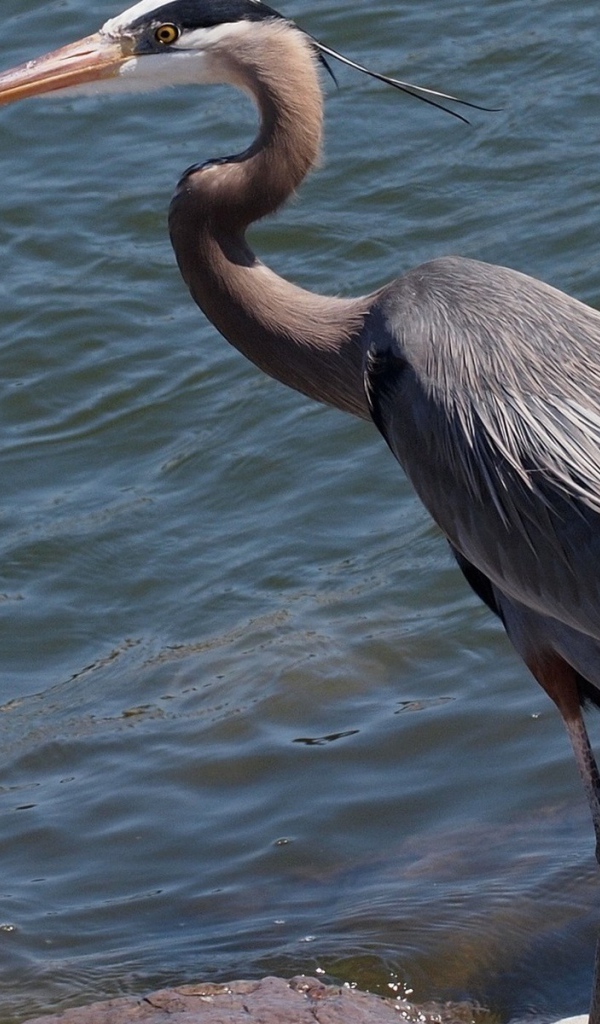 Цапля стоит у воды