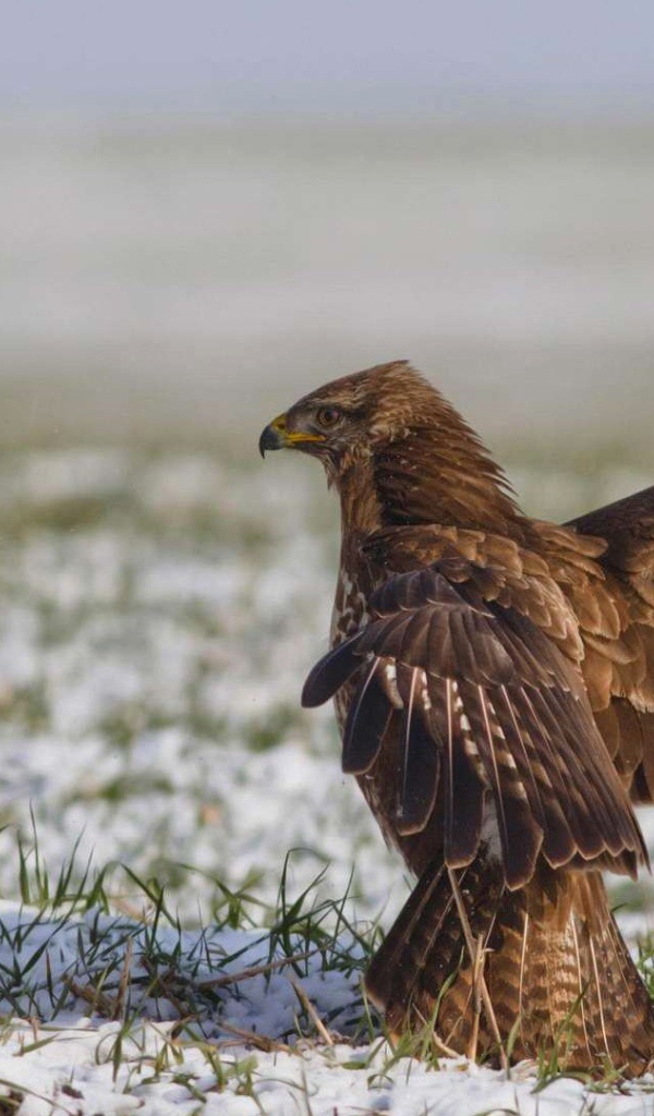 Встреча двух диких птиц