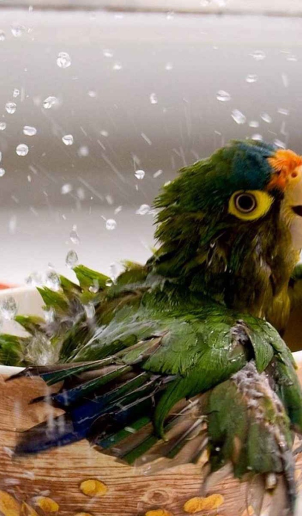 Попугай купается в чашке