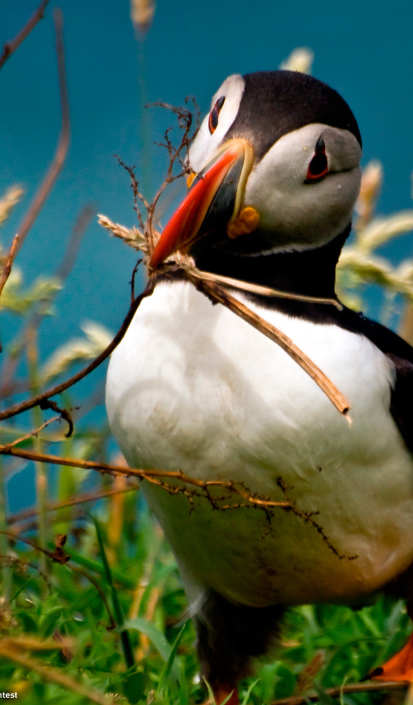 Идет строительство гнезда
