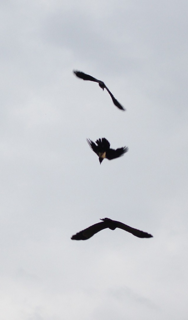 Три черных птицы в небе