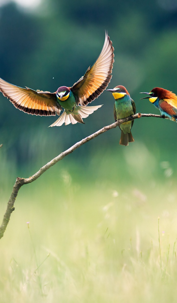 Три красочных щурка на ветке в поле