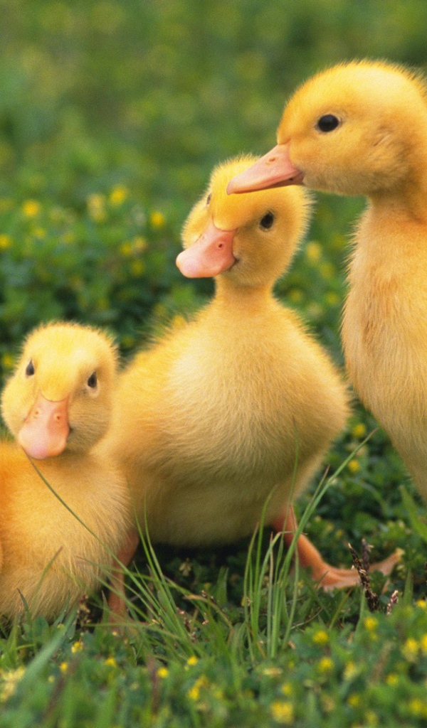 Три утенка сидят на траве