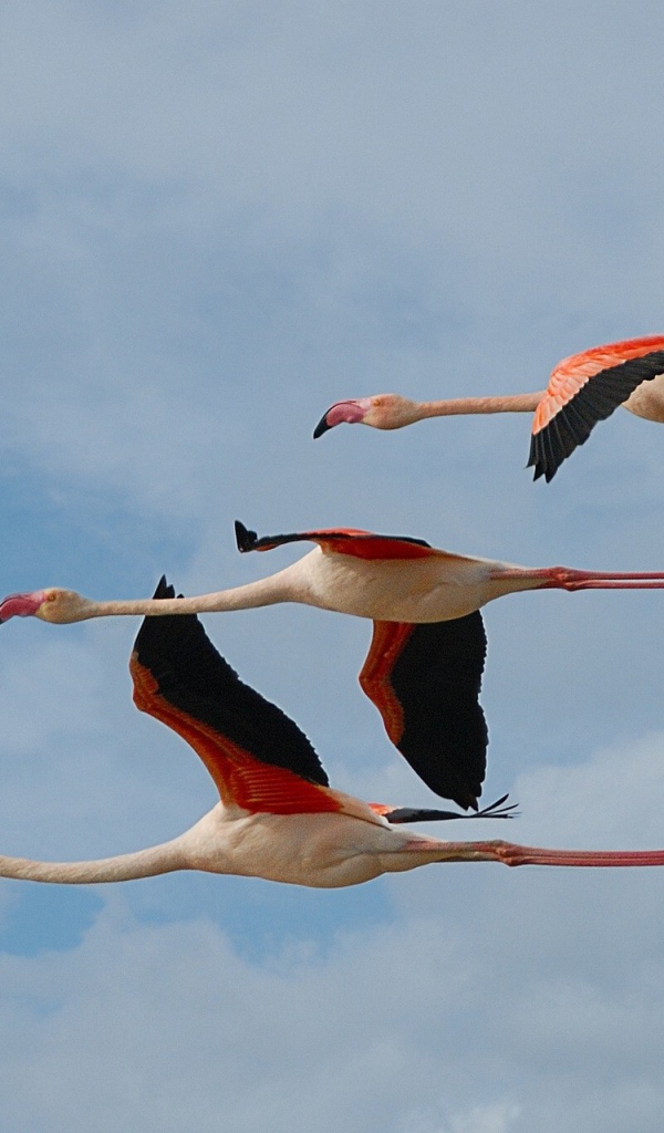Три фламинго летят в небе