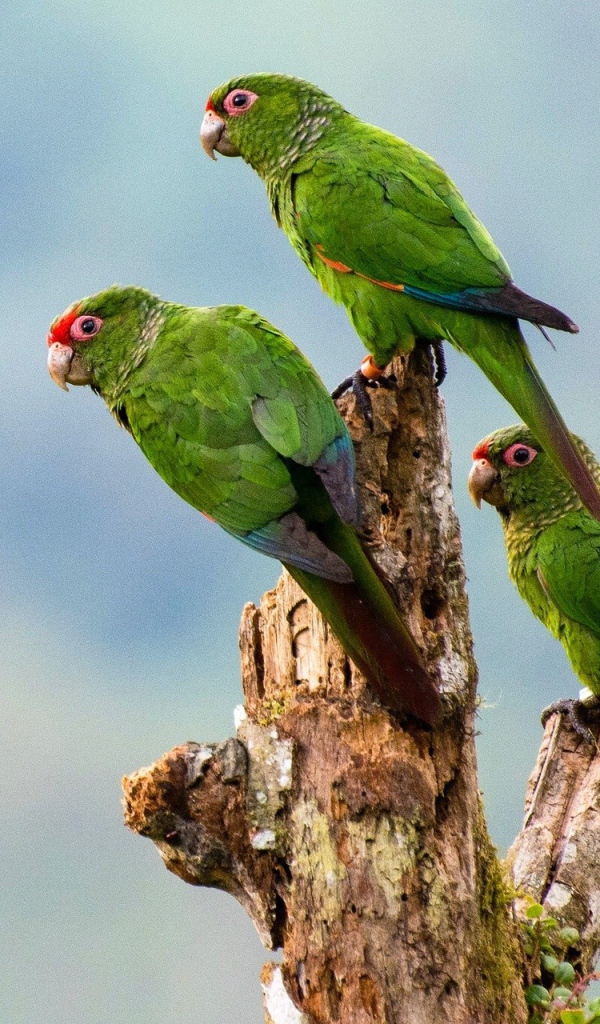 Три зеленых попугая на сухом дереве