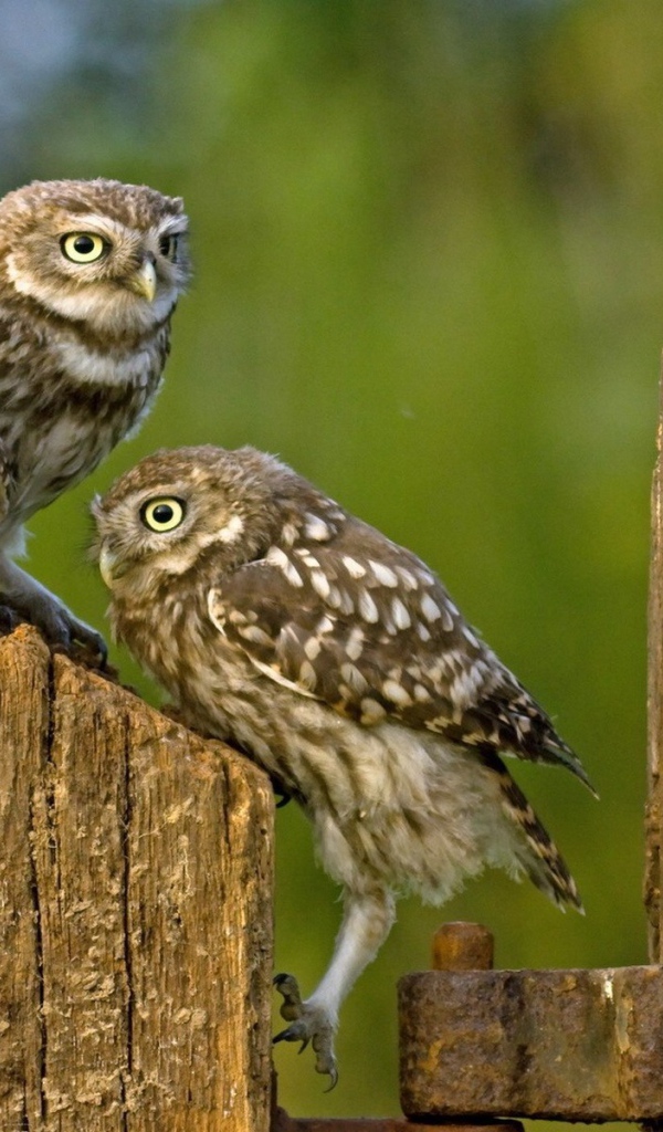 Три совы на деревянном заборе