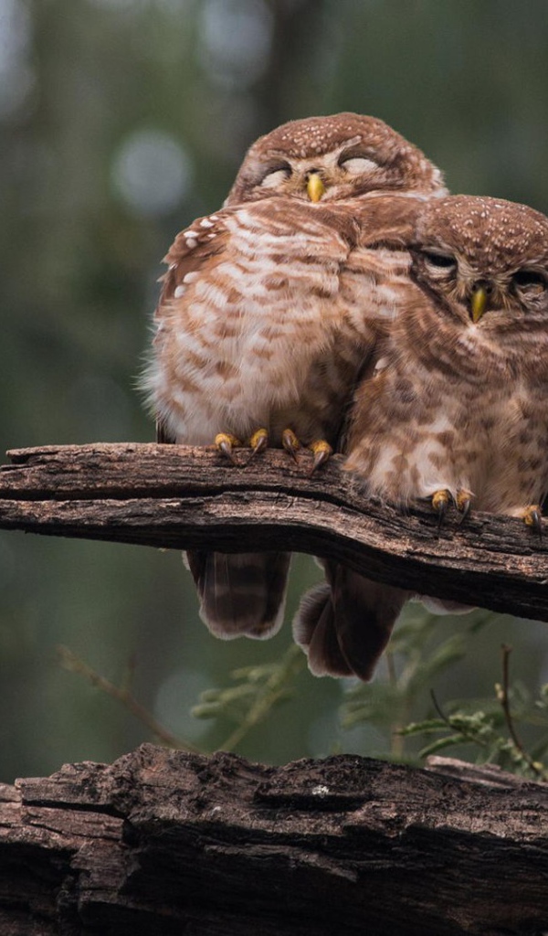 Три совы на старом дереве