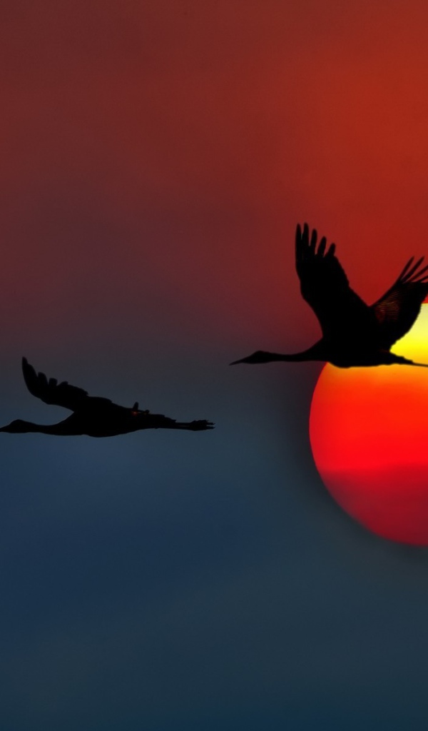 Три лебедя на фоне красного солнца