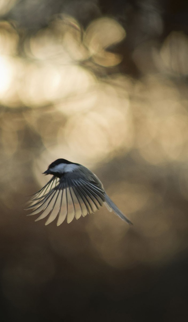 Синица во время полета