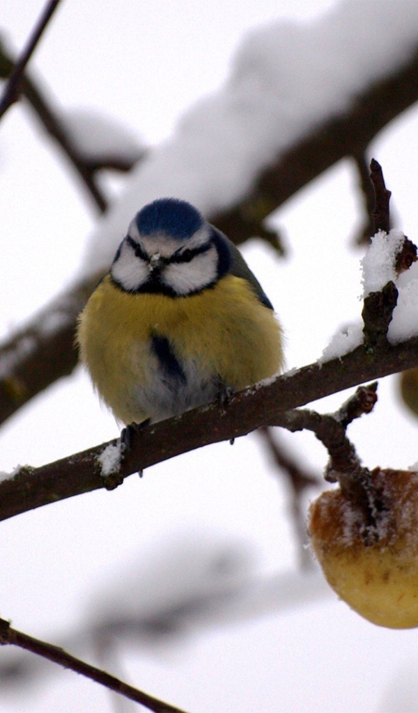 Синица в зимнем саду