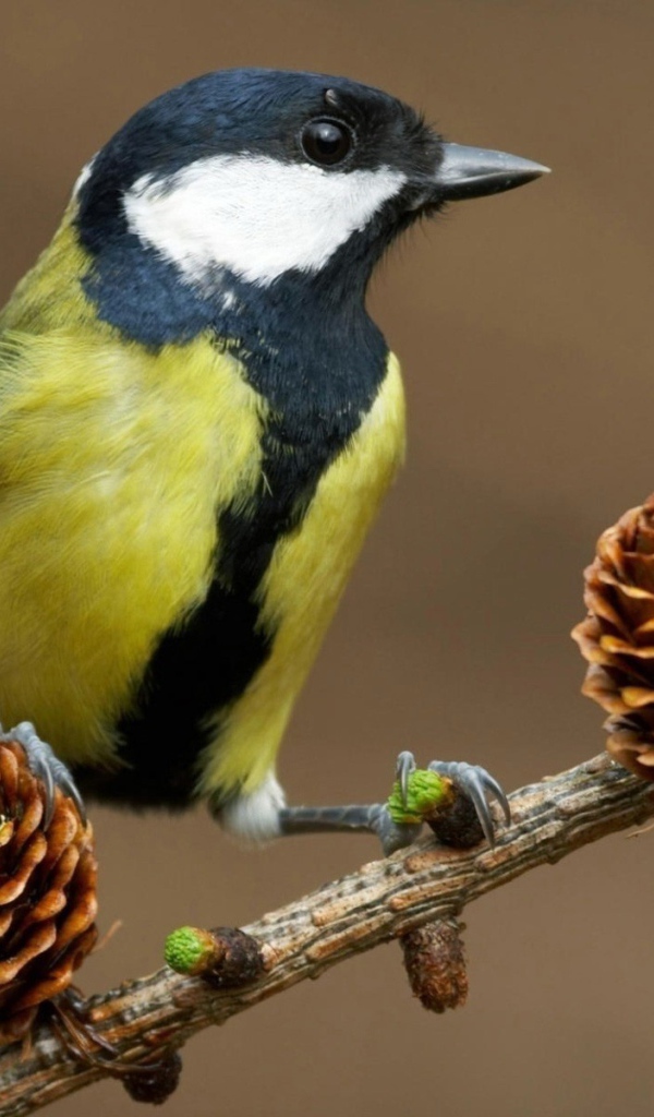 Синица на ветке с шишками