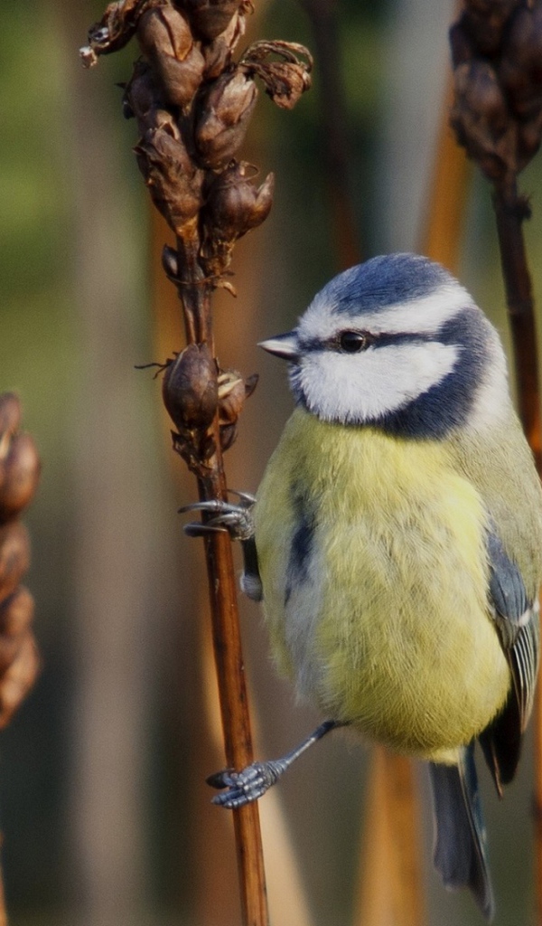 Синица на сухом колоске сорняка