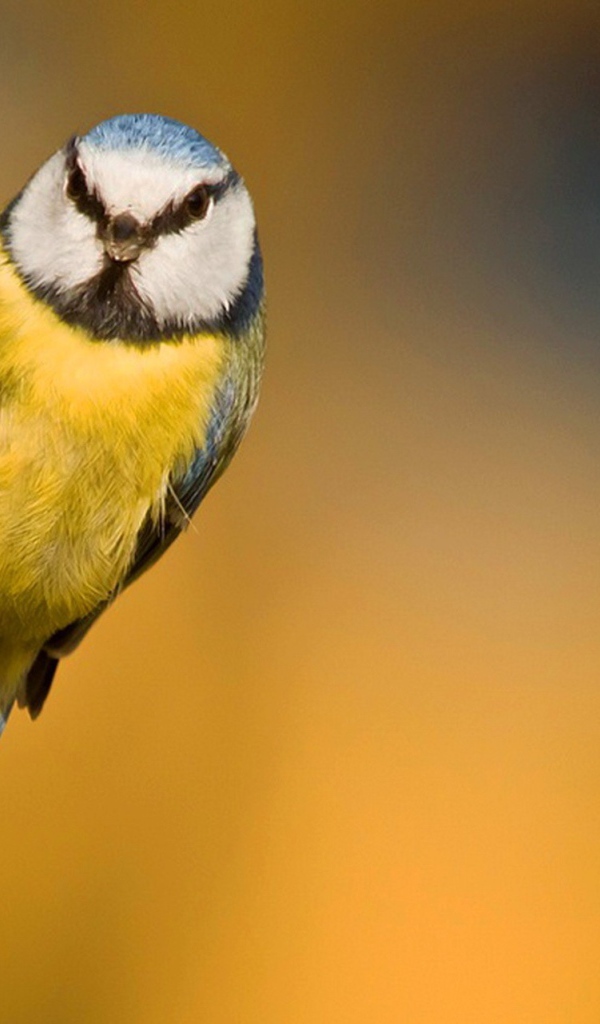 Синица ухватилась лапками за кору