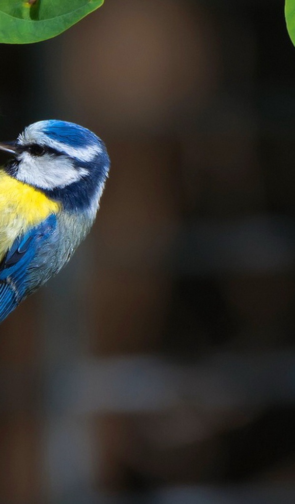 Синица сидит на зеленых листьях