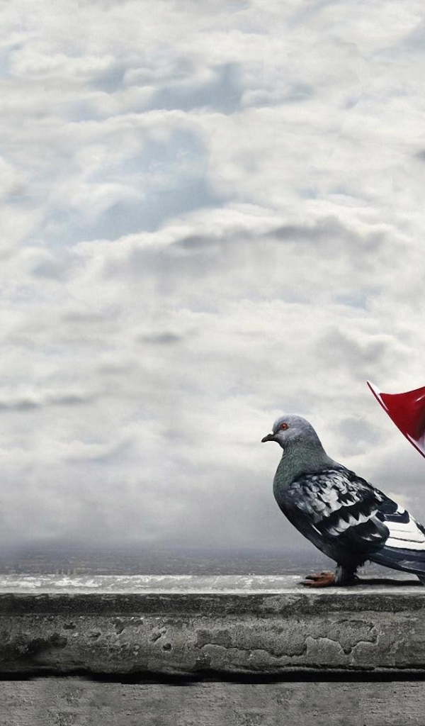 Гудок у уха городского голубя