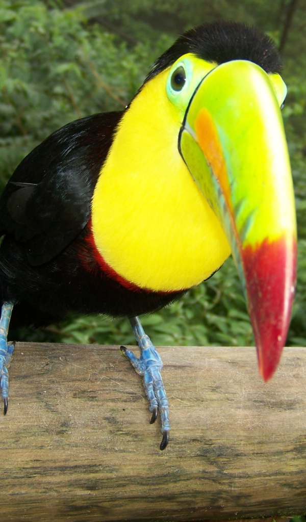 Тукан на стволе дерева