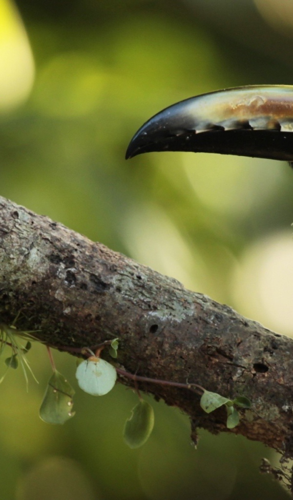 Тропическая птица с большим клювом