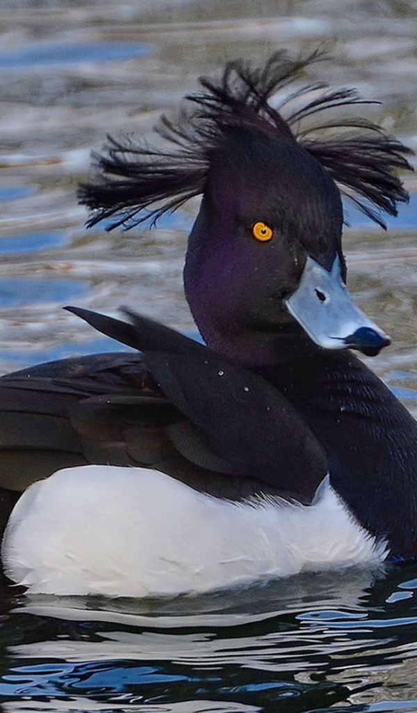 Утка породы хохлатая чернеть