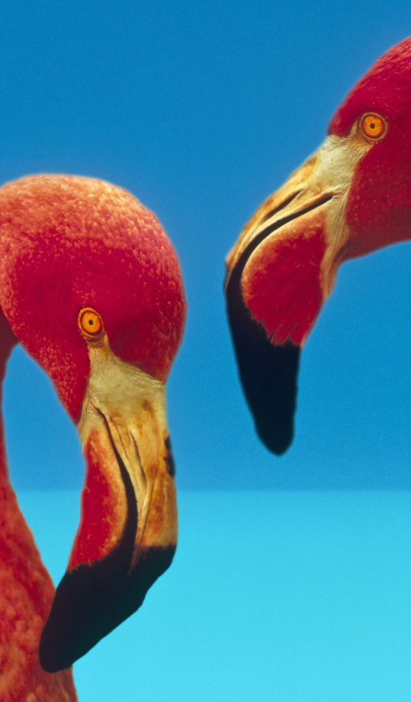 Две птицы фламинго