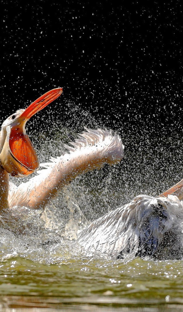 Две птицы резвятся в воде