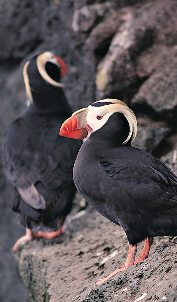 Два тупика на скале