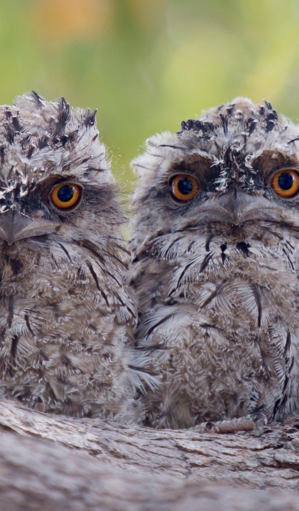 Два взлохмаченных совенка на коре дерева