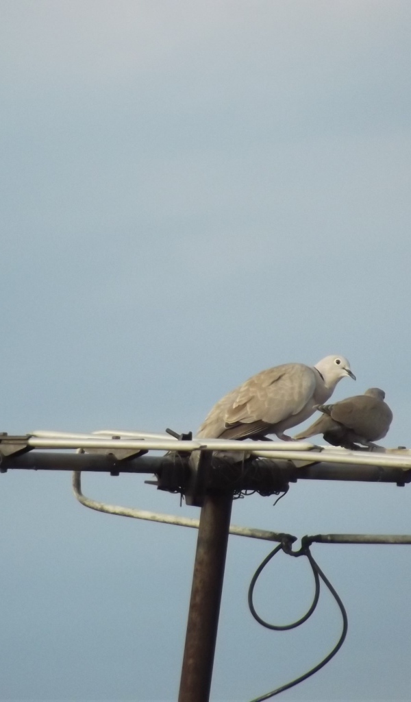 Два голубя на телевизионной антенне