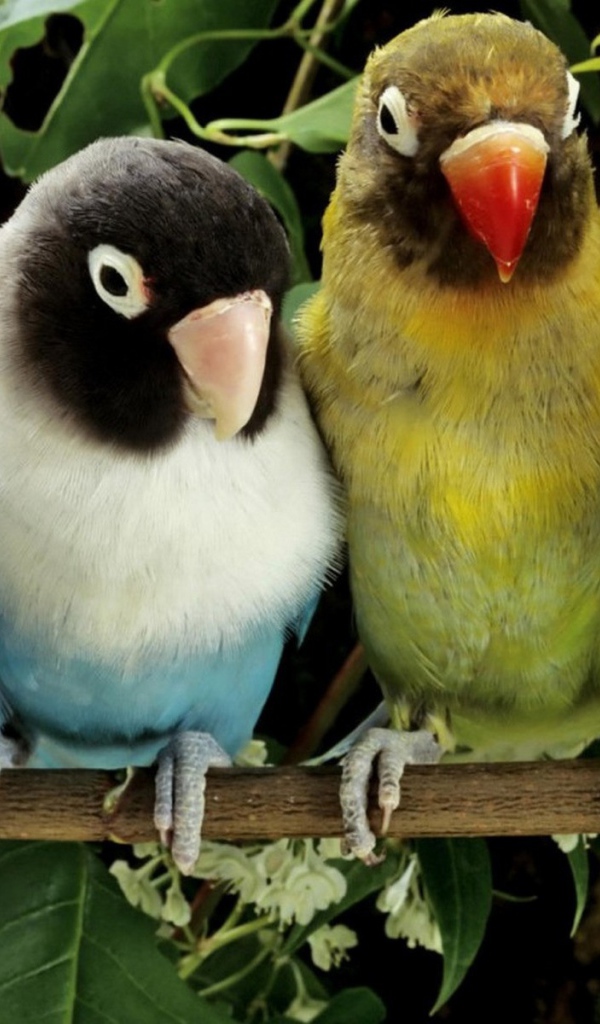 Две пары попугаев