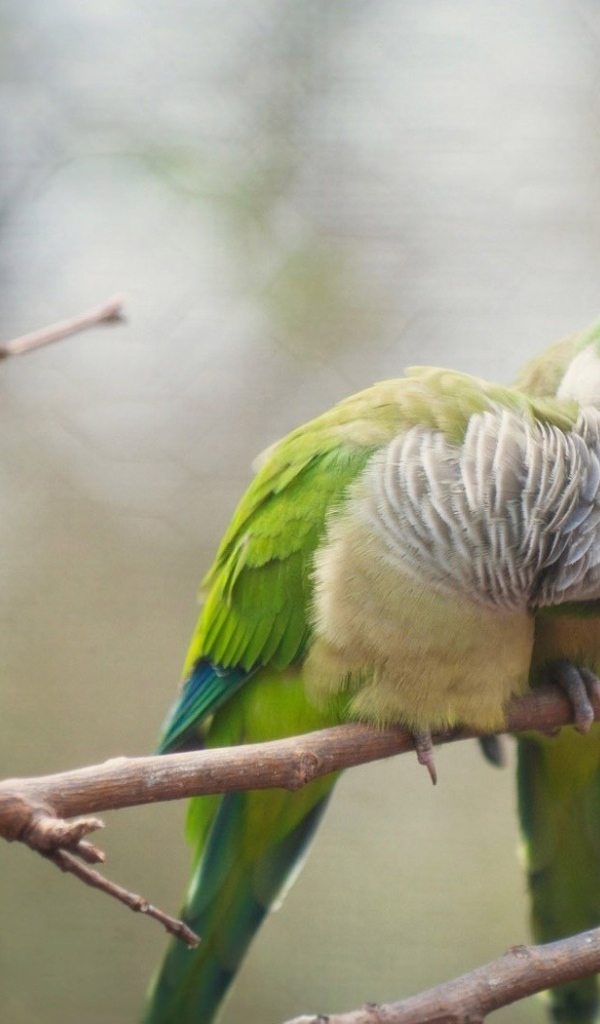 Два попугая чистят друг другу перья