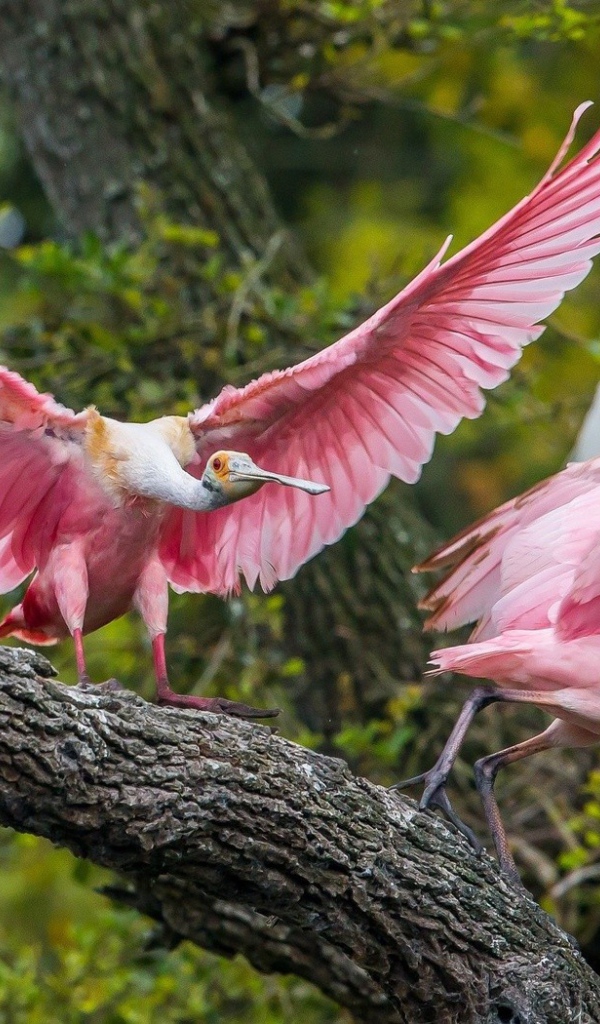 Две розовые птицы на дереве