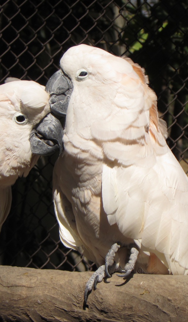 Два розовых попугая в клетке