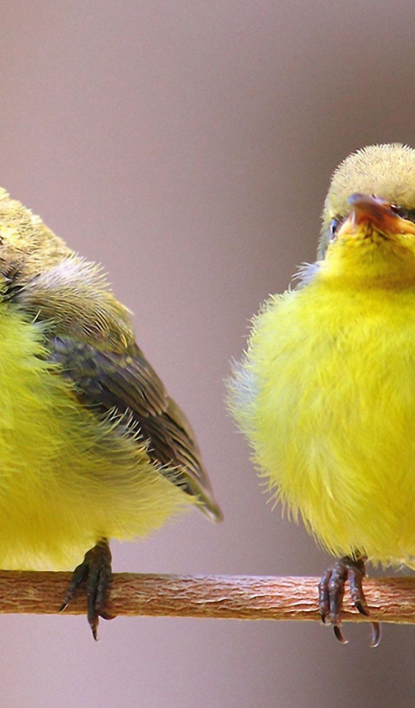 Две гордые желтых птички