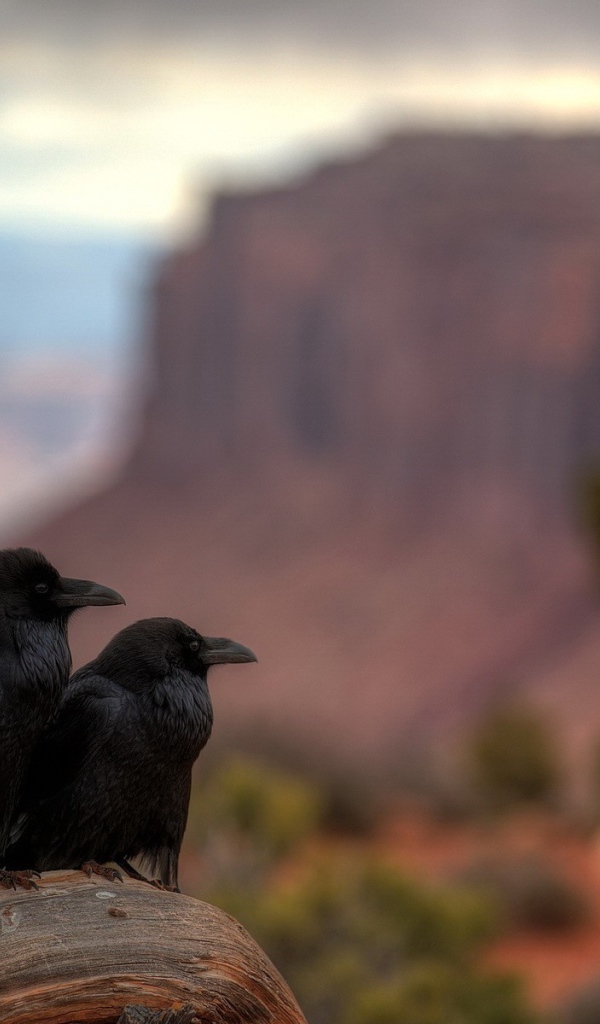Два ворона в каньоне