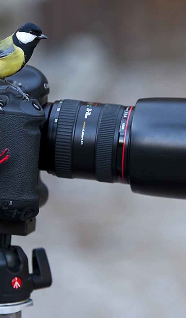 Две синицы на фотоаппарате