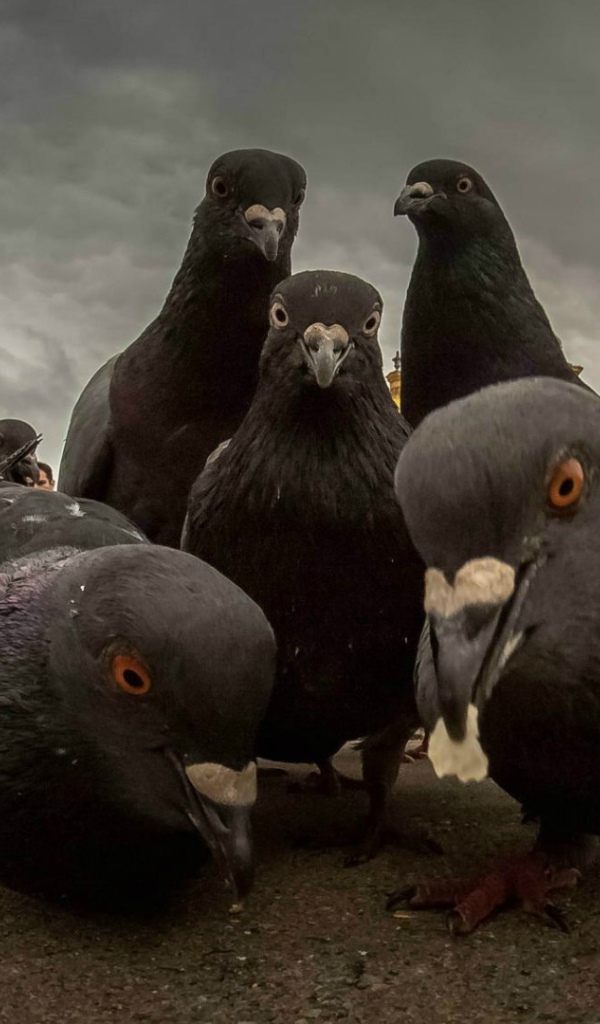 Городские голуби ищут пропитание