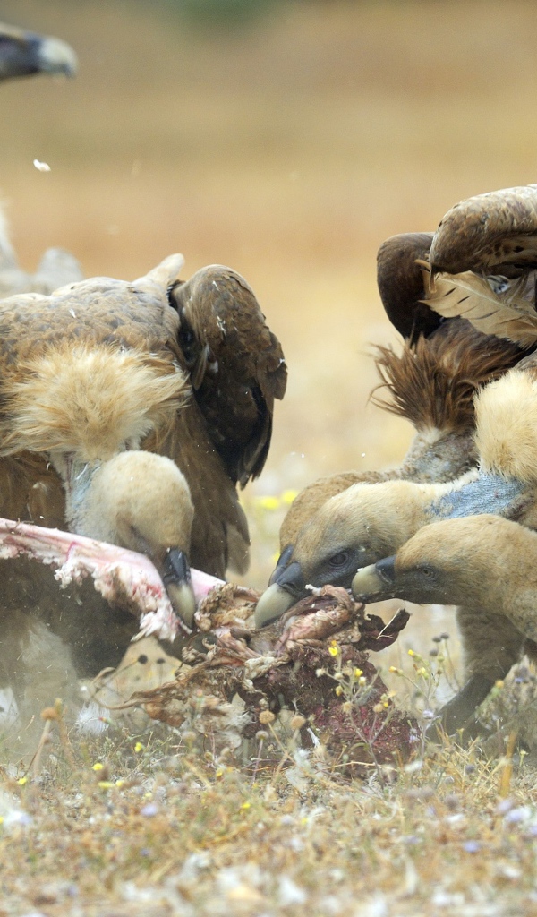 Стервятники нашли добычу