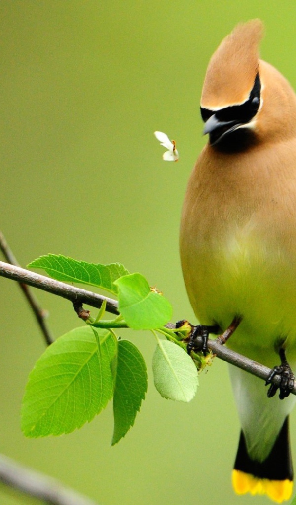 Свиристель на ветке