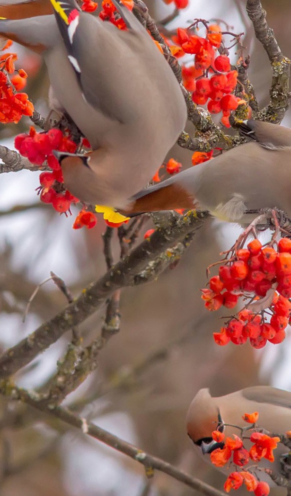 Свиристели лакомятся калиной