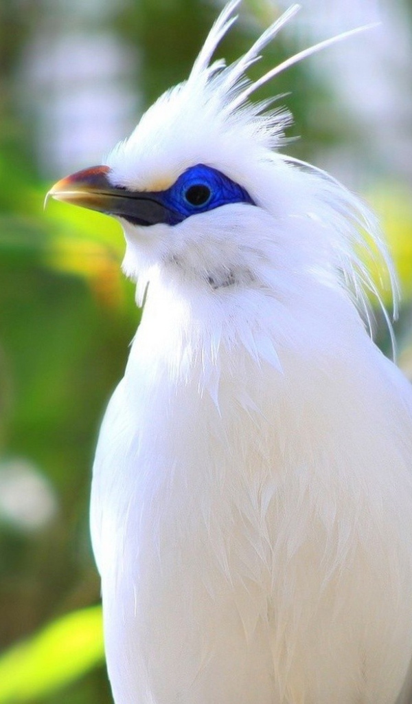 Белая птица на Бали