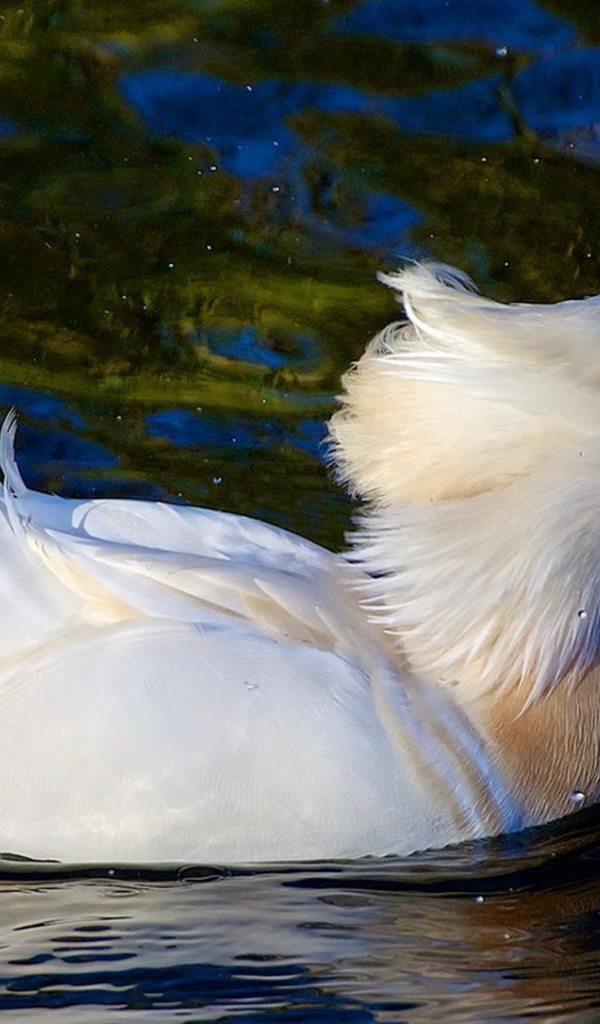 Белая уточка плывет по воде