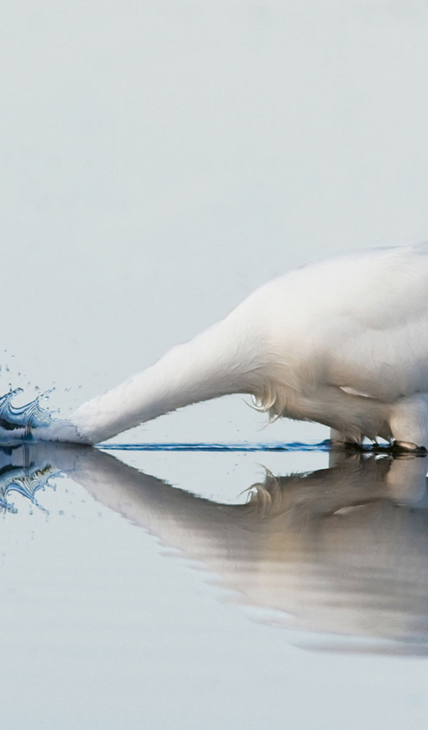 Белый гусь купается
