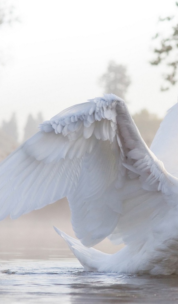 Белый лебедь машет крыльями на воде