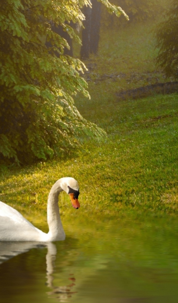 Белый лебедь плывет по спокойной воде