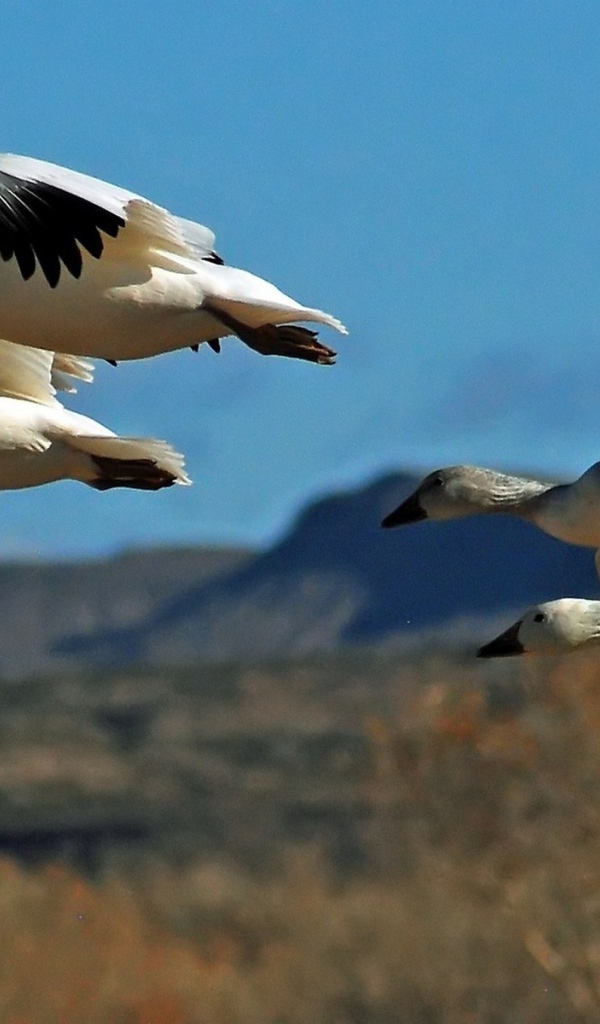 Дикие птицы в полете
