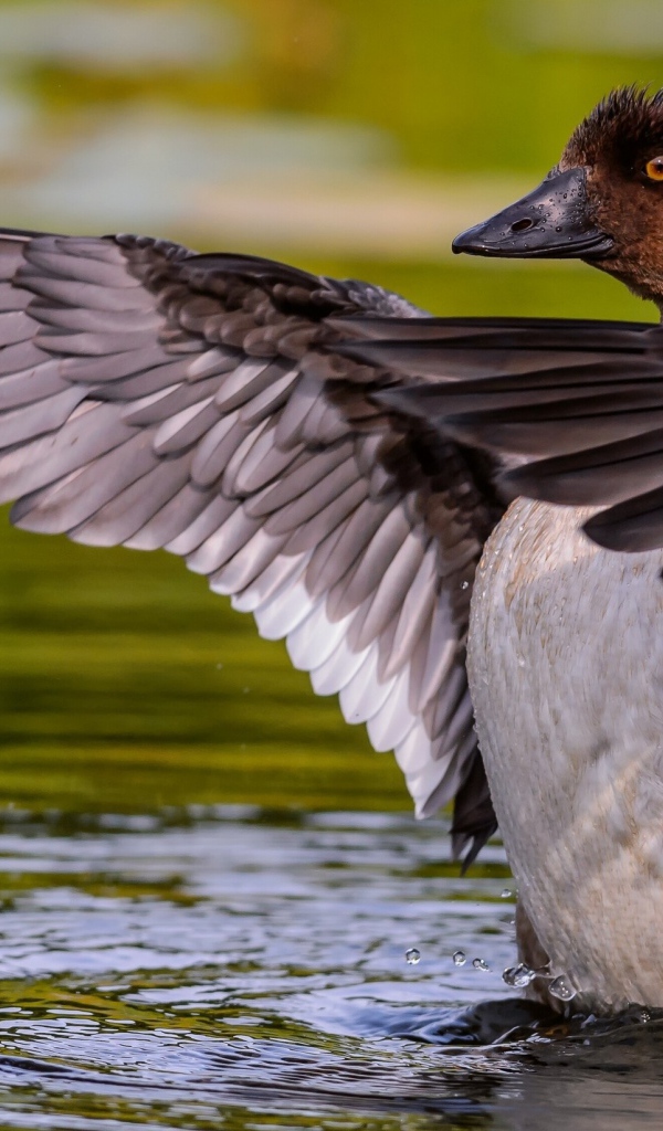 Дикая утка стоит в воде