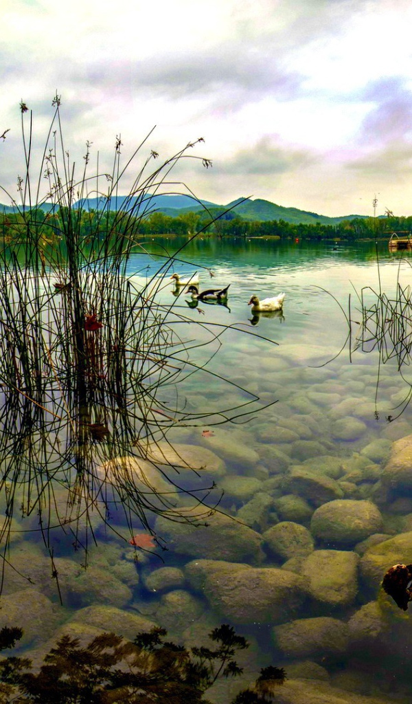 Дикие утки плывут по озеру