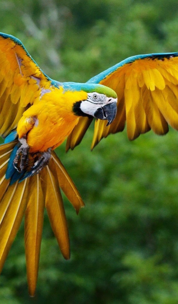 Размах крыльев желтого попугая