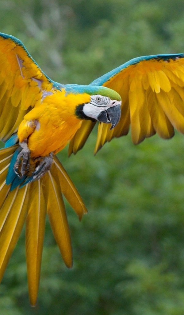 Желтый попугай Ара с синими перьями по краю крыла