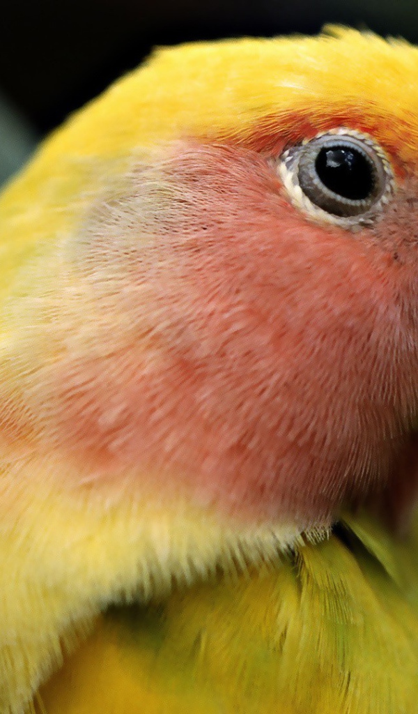 Желтый попугай с красными перьями на голове